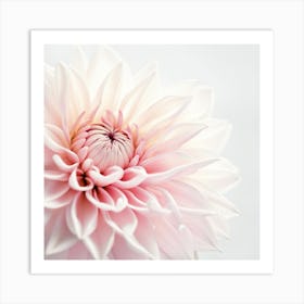 Pink Dahlia Flower Art Print