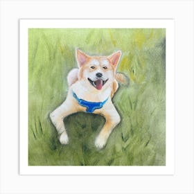 Shiba Inu Art Print