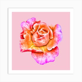 Pink Rose Art Print