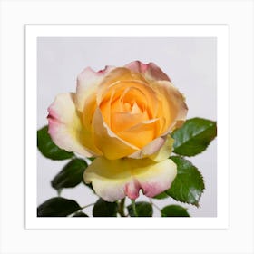 Yellow Rose 4 Art Print