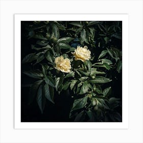 Firefly Moody Floral Shadows Dark, Atmospheric Floral Scenes With Deep Shadows 2 Poster