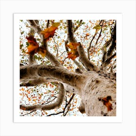Autumn Tree And Leaves  Colour Nature Photography Square Art Print