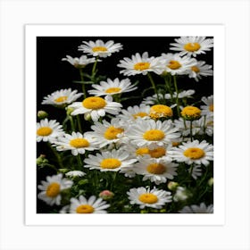 Daisies On Black Background Art Print