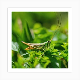 Grasshopper 52 Art Print