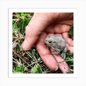 Tiny Frog Art Print