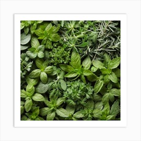 Fresh Herbs On A Table Art Print