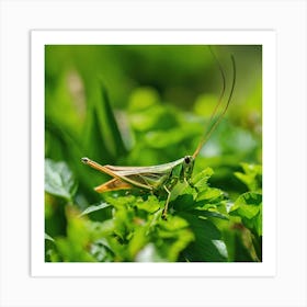 Grasshopper On A Green Leaf Art Print