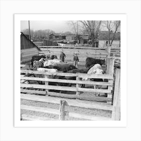 Cattle And Attendants In The Stockyards At Aledo, Illinois By Russell Lee Art Print