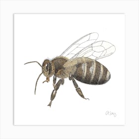 Bee insect Art Print