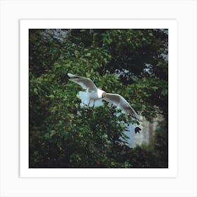 Seagull In Flight Art Print