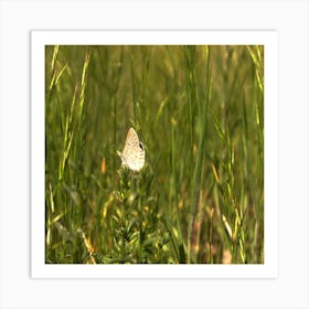 Buttefly Black Montain Color Art Print