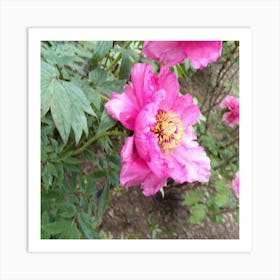 Pink Peonies 1 Art Print