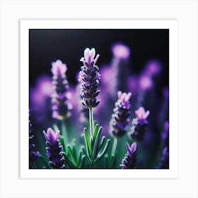 Lavender Flowers On Black Background 1 Art Print