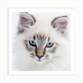 Portrait Of A Kitten Art Print