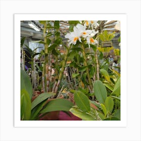 Orchids In A Greenhouse 6 Art Print