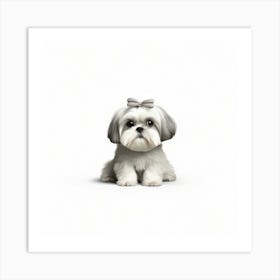 Shih Tzu 1 Art Print