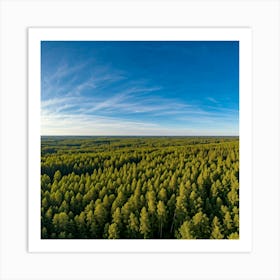 Aerial View Of A Forest Art Print