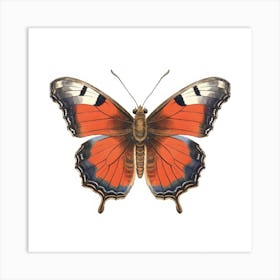 Butterfly 49 Art Print