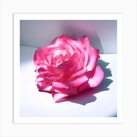 The Fuchsia Rose Art Print