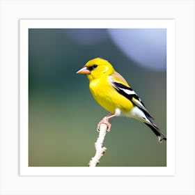 Goldfinch Art Print