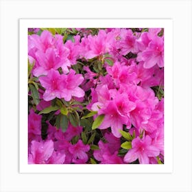 Pink Azaleas 42 Art Print