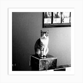 Cat In The Corner Art Print