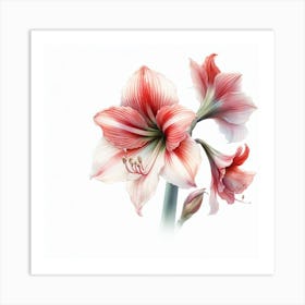 Amaryllis 3 Art Print