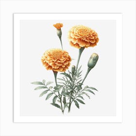 Marigold Art Print