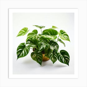 Golden Pothos Plant And White Background(2) Art Print