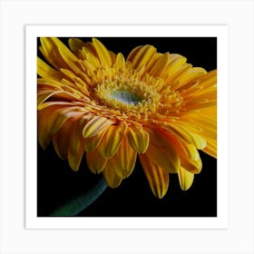 Yellow Gerbera Art Print