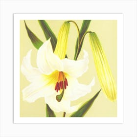 Lily Of The Valley 1 Art Print