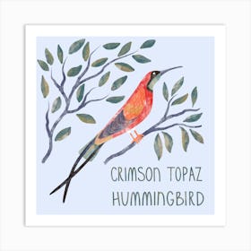 Crimson Topaz Hummingbird Bird Art Print