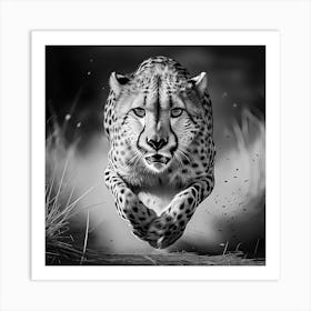 Speeding Cheetah Black And White Affiche