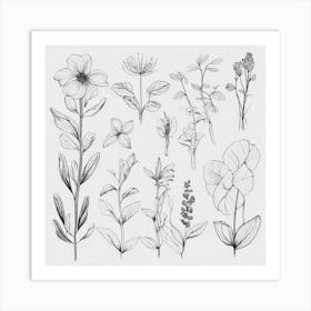 Botanical Drawing 3 Art Print