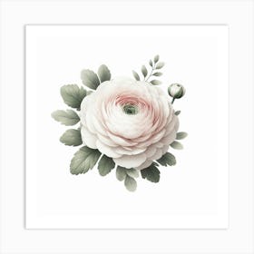 Ranunculus 1 Art Print