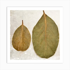 Two Leaves Art Print