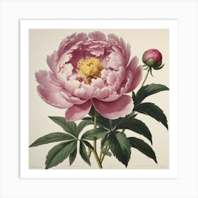 Peony flower plants painting art print Art Print