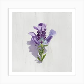 Lavender Flower 1 Art Print