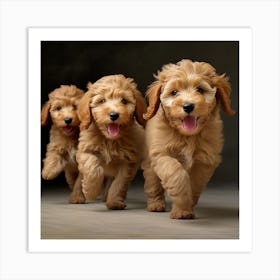 Poodle Puppies Running Art Print