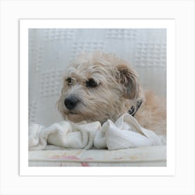 Dog Sitting On A Chair 2 Art Print