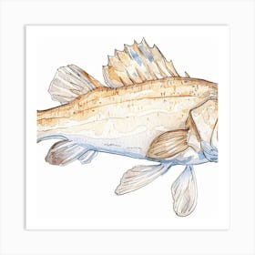 Striped Bass Art Print