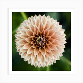 Dahlia 6 Art Print