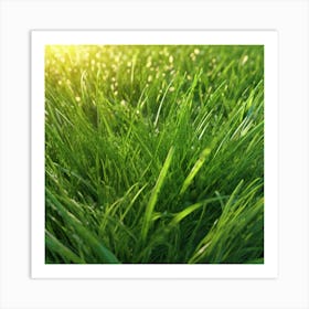 Green Grass In The Sun Art Print