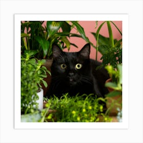 Black Cat In Pots 4 Art Print