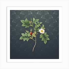 Vintage Mountain Rose Bloom Botanical on Slate Gray Pattern n.0975 Art Print