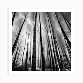 Birch Forest 35 Art Print