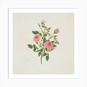 Pink Roses 2 Art Print