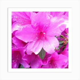 Pink Azaleas 18 Art Print