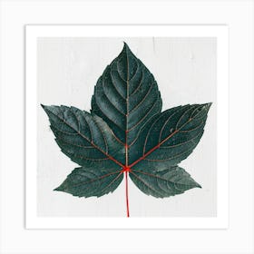 Maple Leaf On White Background Art Print