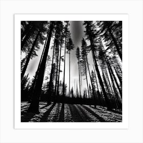 Shadows In The Forest Art Print